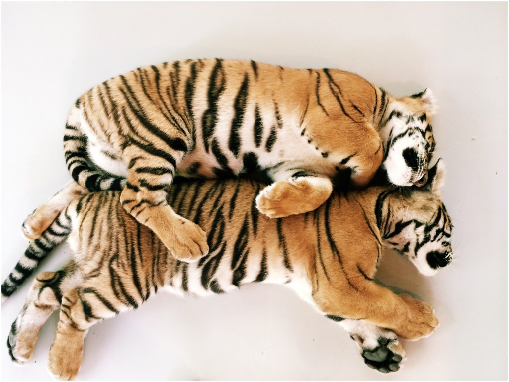 Tiger cub love